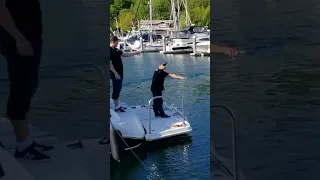 Gray Whale in Elliott Bay Marina