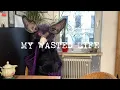 Download Lagu Cataphiles - My Wasted Life (Official Video)