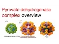 Pyruvate dehydrogenase complex overview