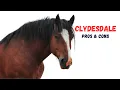 Clydesdale Horse Pros and Cons - Clydesdale Horse Advantages and Disadvantages