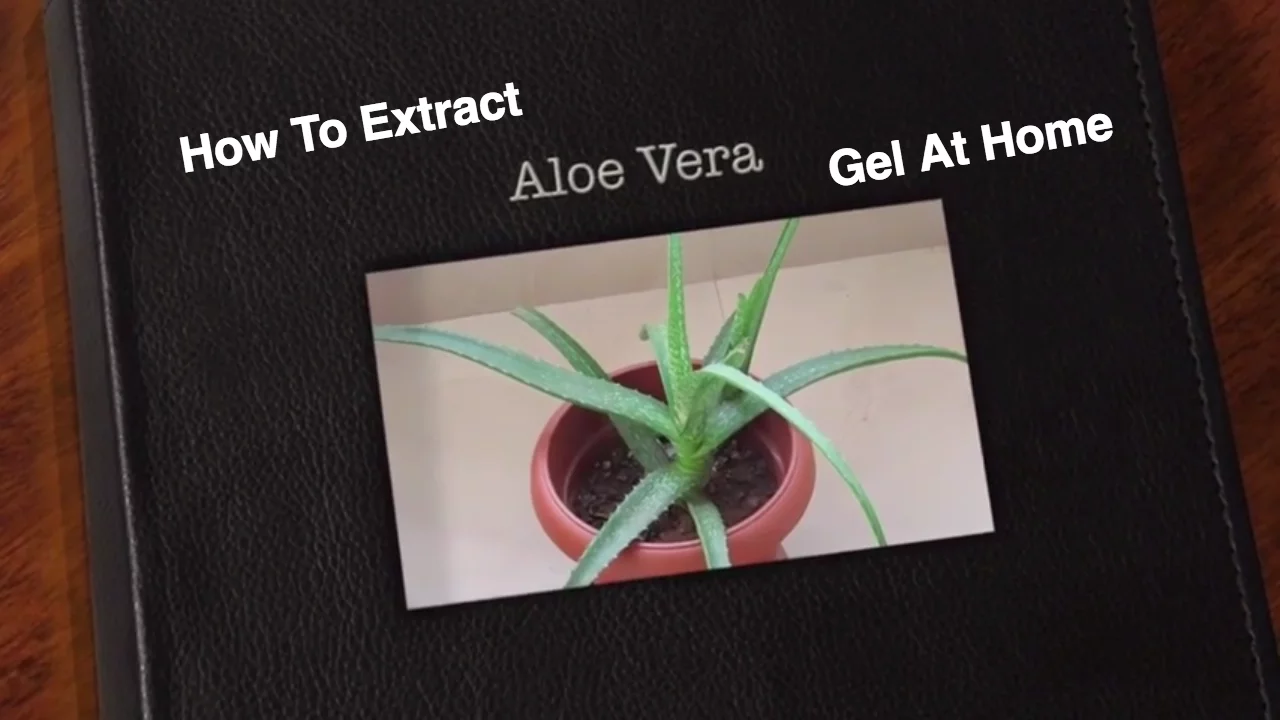 Aloe Vera Benefits - For Weight Loss - How To Extract Aloe Vera Gel At Home - DIY Aloe Vera Juice
