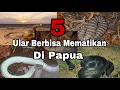 Download Lagu 5 Ular Berbisa Mematikan Di Papua