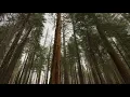 Strong Wind Through Pine Trees Forest Sounds & Ambience | Windy Woods | White Noise | 12 Hours | 4K