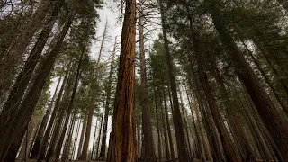 Strong Wind Through Pine Trees Forest Sounds Ambience Windy Woods White Noise 12 Hours 4K 