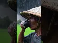 Download Lagu Petani minum kopi ditengah hujan deras dan petir #kopi #petaniindonesia