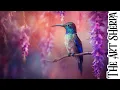 Hummingbird and Wisteria How to paint acrylics for beginners Paint Night at Home