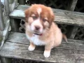Amy - Australian Shepherd Great Pyrenees mix
