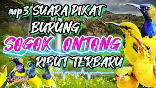 Download mp3 suara pikat sogon ribut. dan anak sogon... semua burung auto ngumpul MP3