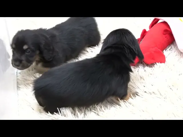 動画