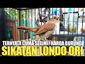 Download Lagu SIKATAN LONDO/COMMON NIGHTINGALE BURUNG IMPORT PALING LANGKA ! TERNYATA CUMA SEGINI HARGANYA ? MP3