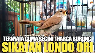 Download SIKATAN LONDO/COMMON NIGHTINGALE BURUNG IMPORT PALING LANGKA ! TERNYATA CUMA SEGINI HARGANYA  MP3