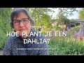 Download Lagu ZO PLANT JE EEN DAHLIA
