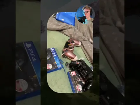 ВИРУСНЫЕ ВИДЕО / Собака увидела кота в первый раз 🐶