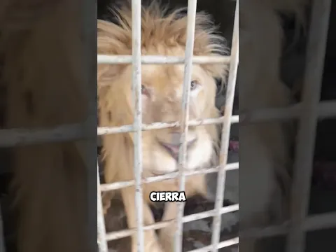 Darle comida a un león puede ser tu último día 🦁