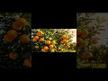 Download Lagu Timelapse cinematic orange #nature #timelapse #photography #farming #farming #fruit #aivideo