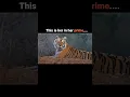 Download Lagu The most fearless tigress in the history #viral #shorts #youtube #video