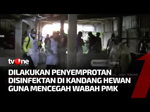 Wabah PMK Hewan Ternak, Upaya Pencegahan Terus Dilakukan
