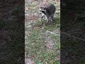 Download Lagu Raccoon Attack (Pretty Insane)