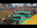 LOWE S 2026 Fruit Trees And Spring Flowering Trees Have Arrived