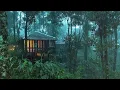 Download Lagu Pioggia Rilassante nella Foresta Nebbiosa per Dormire in 5 Minuti - Suoni di Pioggia e Temporale