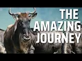 The Science Behind Animal Migration