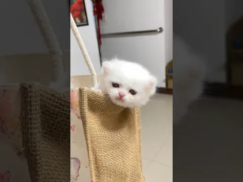 I can't handle this level of cuteness #cute #kittens #catsoftiktok
