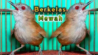 Download masteran berkelas mewah khas pelanduk semak jadikan burung lomba makin juara. MP3