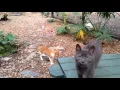 Rescued Cats at Cats Cradle see our amazing facility