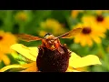 Wasp Facts: aka HORNET FACTS | Animal Fact Files