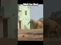 wild Elephant Attack Viral Viral  #shorts #elephant #trending #viralvideo
