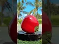 Red Coconut at Peak Ripeness