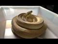 Pulling a clutch of carpet python eggs