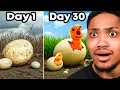 Hatching The World s BIGGEST Egg