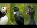Download Lagu Suara Burung Paling Aneh di Dunia yang Tertangkap Kamera