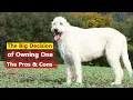 Irish Wolfhound The Pros Cons of Owning One