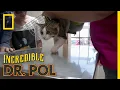 A Meow-tain of Cases The Incredible Dr Pol