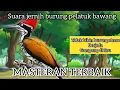 Lagu masteran suara jernih pelatuk bawang berjeda, masteran tembakan rapat cocok buat murai batu,cucakijo