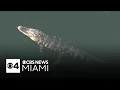 Woman killed in Florida alligator attack as 3 incidents reported in a week