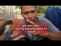 Download Lagu CARA MELATIH BURUNG KEKEP BABI. (simpel.. agar cepat hinggap ke tangan)
