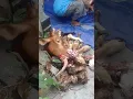 Download Lagu Korban 1sapi 12kambing