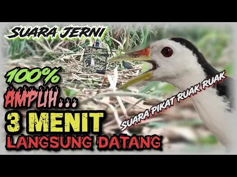 Download MP3 SUARA RUAK RUAK PIKAT GACOR | 100% Terbukti