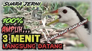 suara ruak ruak pikat gacor 100 terbukti