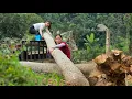 Agricultural vehicle.Two girls cut down a large tree,surprising villagers who were building a house.