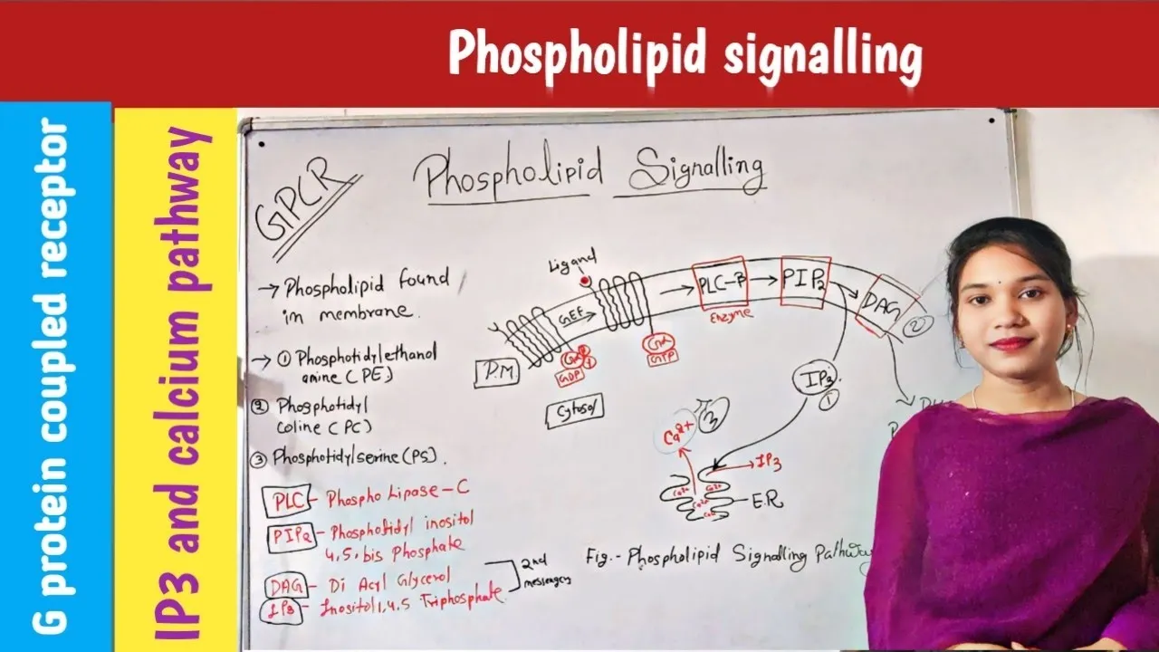 phospholipid signalling in hindi | IP3 DAG pathway | in plants | signal transduction || GPCR