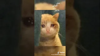 اغنيه مش هشكي منك يازمن 