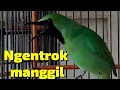 Download Lagu Cucak ijo gacor ngentrok full tembakan bongkar isian