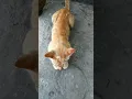 Download Lagu kejam bnget orang,tega pukul kepala  kucing😥😥#shorts#viral#@gendonchanel