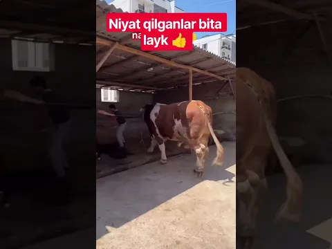 BULLS #farm #farming #animals #geremfort #anggus #avlikol #semental #galishteyin #cow #bull #buqa