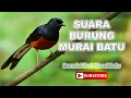 Download Lagu Suara Murai Batu Denak Padu. Denak Terbaik Untuk Pikat 100% Guarantee