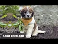 Saint Berdoodle - The Fluffy Giant Teddy Bear St Bernard Poodle Mix